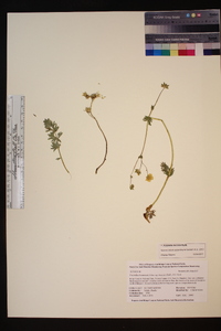 Potentilla bruceae image